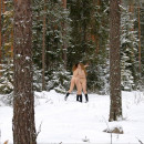 Two russian girls walks naked at winter forest