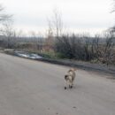 Bottomless blonde Ksenia Z walks to village residents
